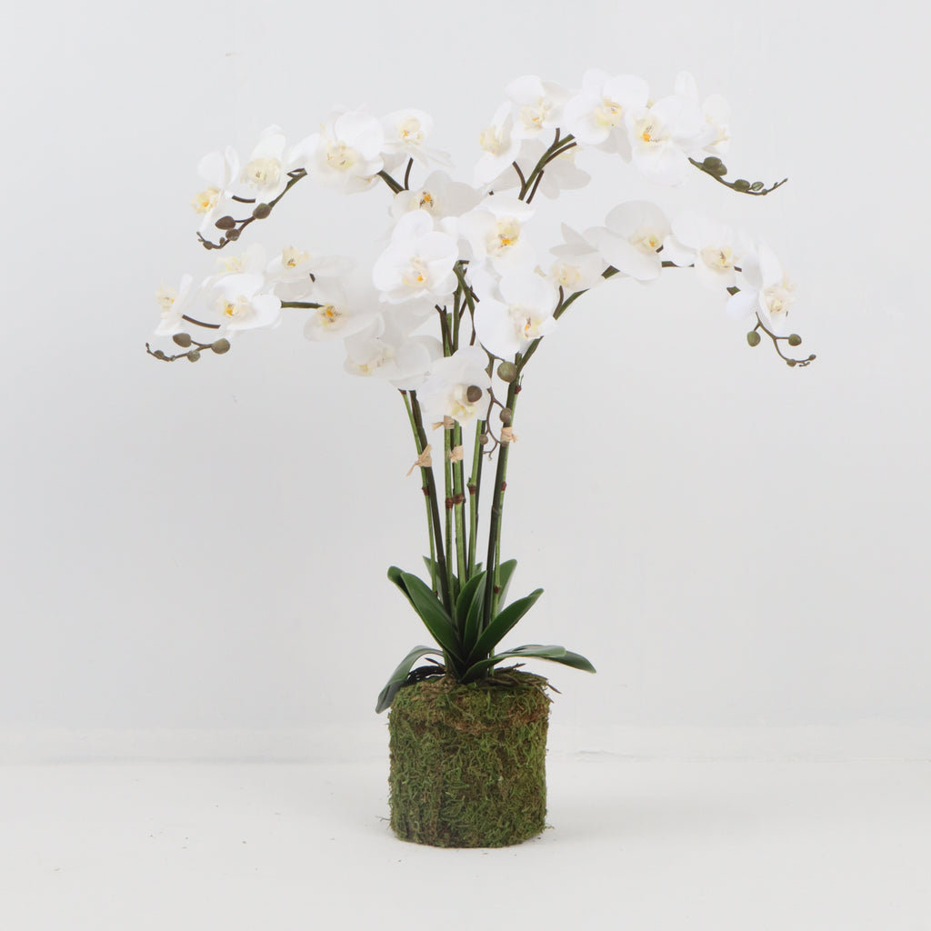 Quintuple White Orchid with Bamboo Stick and Moss Base