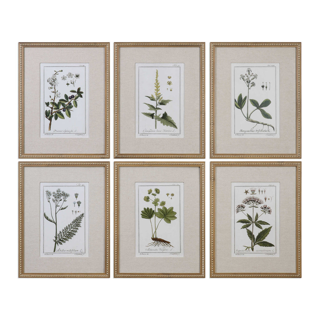 Green Floral Botanical Study Framed Prints, Set of 6