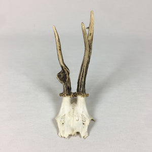 Small Antique Antlers