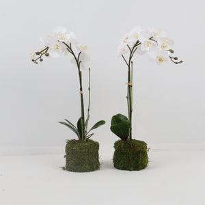 Single White Orchid with Bamboo Stick and Moss Base