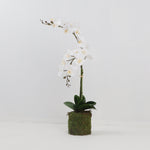 Double White Orchid with Bamboo Stick and Moss Base