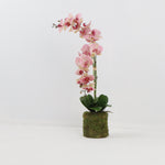 Double Blush Orchid with Bamboo Stick and Moss Base