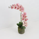 Double Blush Orchid with Bamboo Stick and Moss Base