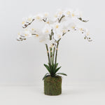 Quintuple White Orchid with Bamboo Stick and Moss Base